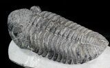 Large Drotops Trilobite With Great Eyes #41822-1